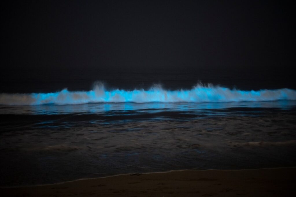 Glowing bioluminescent waves return to Southern California coast - HaaS ...