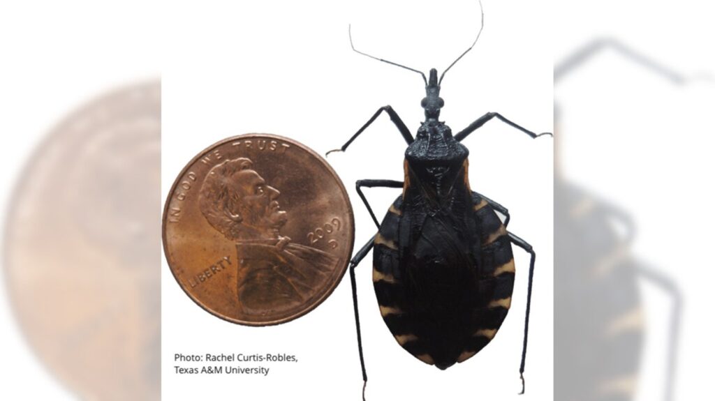 Gt Insects Deadly disease caused by blood-sucking insects spreading in US, CDC ...